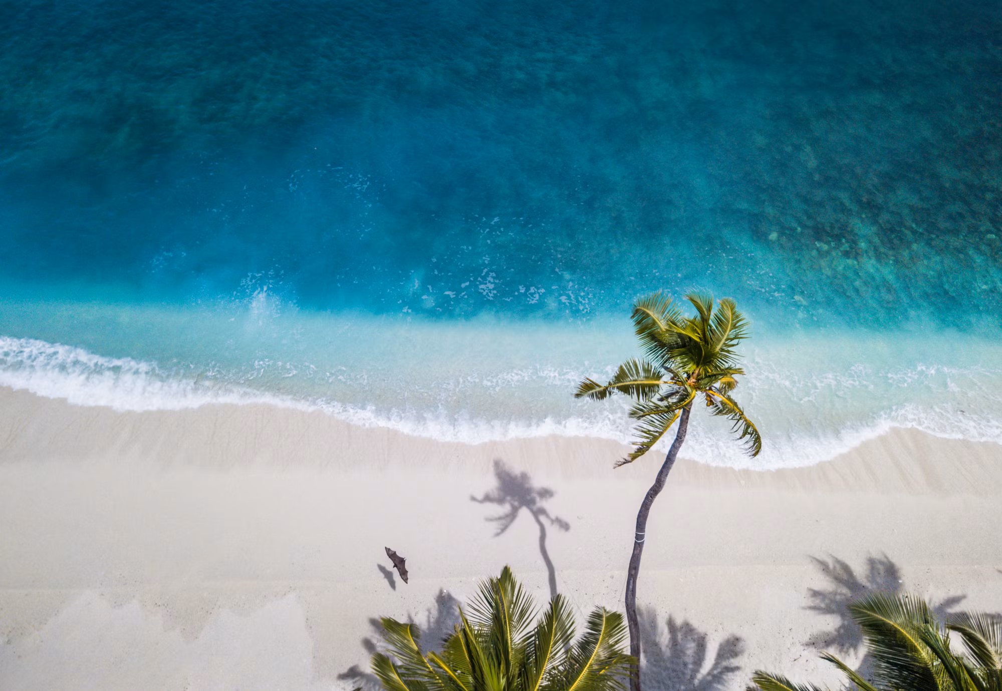 Exploring the Unique Ecosystems of the World’s Coastal Regions